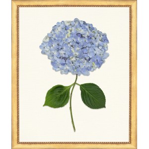 TLC- HYDRANGEA 3  20 X 24